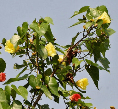 10 PORTIA TREE Yellow Pink Purple Flowers Change Color Pacific Rosewood Tulip Thespesia Populnea Seeds
